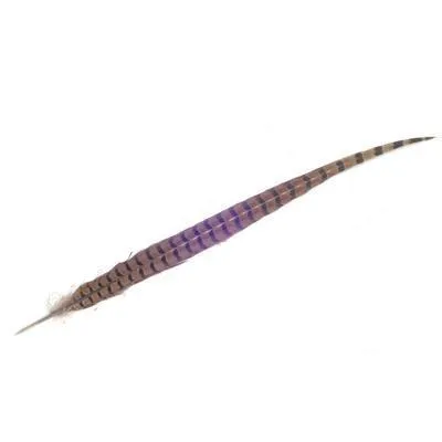 Pheasant Feather